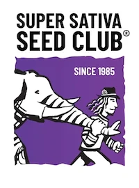 SUPER SATIVA SEED CLUB - PURPLE OG PUNCH FEM