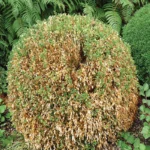 FLORTIS - TRAPPOLA PIRALIDE DEL BOSSO CON FEROMONE - immagine 3