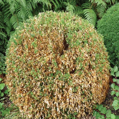 FLORTIS - PIÈGE À PYRALE DU BUIS AVEC PHÉROMONE – Image 3