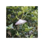 FLORTIS - TRAPPOLA PIRALIDE DEL BOSSO CON FEROMONE - immagine 4