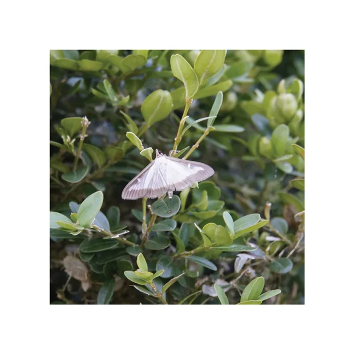 FLORTIS - TRAPPOLA PIRALIDE DEL BOSSO CON FEROMONE - immagine 4