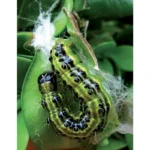 FLORTIS - TRAPPOLA PIRALIDE DEL BOSSO CON FEROMONE - immagine 5