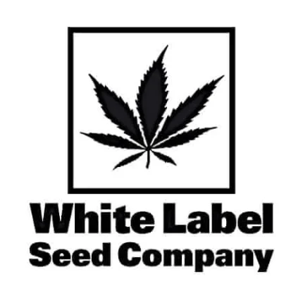 WHITE LABEL - SWEET TANGERINE TANGO AUTOMATIC FEM | 3 SEEDS
