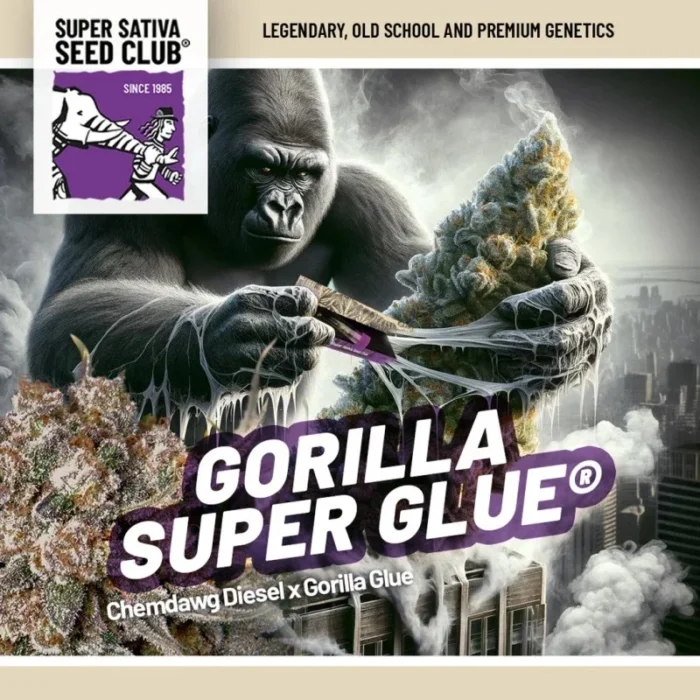 SUPER SATIVA SEED CLUB - GORILLA SUPER GLUE FEM - Image 1