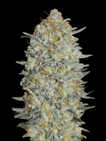 ADVANCED SEEDS - AUTO ICE CREAM #33 FEM