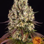 BARNEY'S FARM - SOUR DIESEL FEM