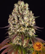 BARNEY'S FARM - SOUR DIESEL FEM
