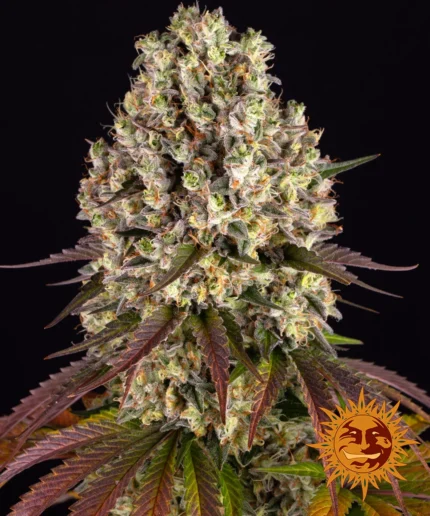 BARNEY'S FARM - SOUR DIESEL FEM