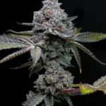 BARNEY'S FARM - APPLE FRITTER FEM