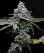 BARNEY'S FARM - APFELKRAPFEN FEM