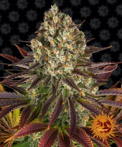 BARNEY'S FARM - FEM BISCUITS