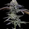 BARNEY'S FARM - BLAUER TRAUM FEM