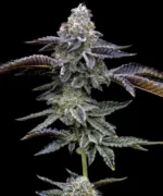 BARNEY'S FARM - BLUE DREAM FEM