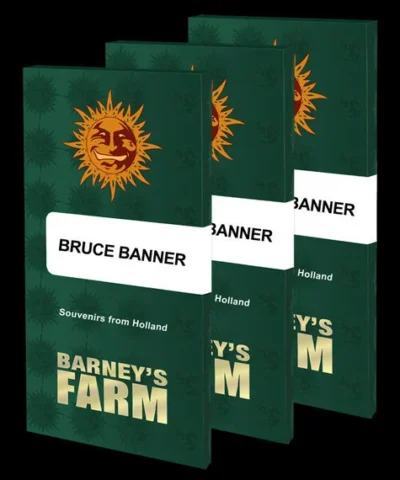 BARNEY'S FARM - BRUCE BANNER FEM – Bild 2