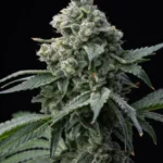 BARNEY'S FARM - BRUCE BANNER FEM