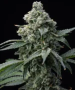 BARNEY'S FARM - BRUCE BANNER FEM