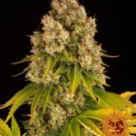BARNEY'S FARM - CHEESE AUTO FEM Disponible hasta fin de existencias
