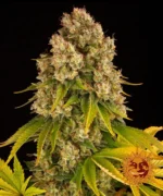 BARNEY'S FARM - CHEESE AUTO FEM Available while stocks last