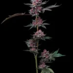 BARNEY'S FARM - CHERRY POPPERS FEM