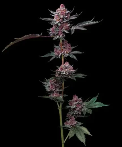 BARNEY'S FARM - CHERRY POPPERS FEM