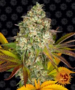 BARNEY'S FARM - COOKIES KUSH AUTO FEM Available while stocks last
