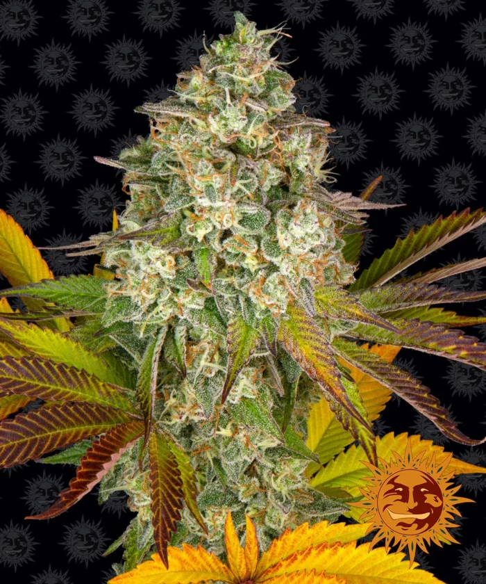 BARNEY'S FARM - COOKIES KUSH AUTO FEM Available while stocks last - Image 1