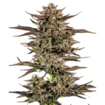 BARNEY'S FARM - FROSTED ZINN X 3 BEARS OG AUTO FEM