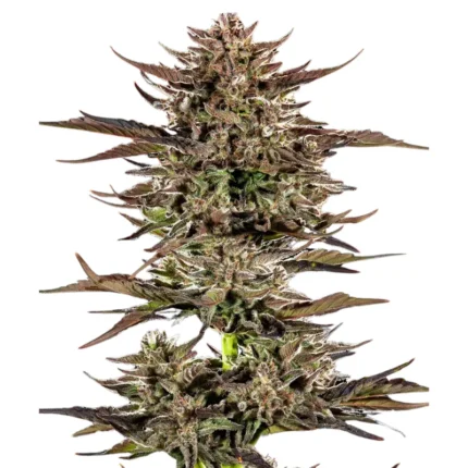 BARNEY'S FARM - FROSTED ZINN X 3 BEARS OG AUTO FEM