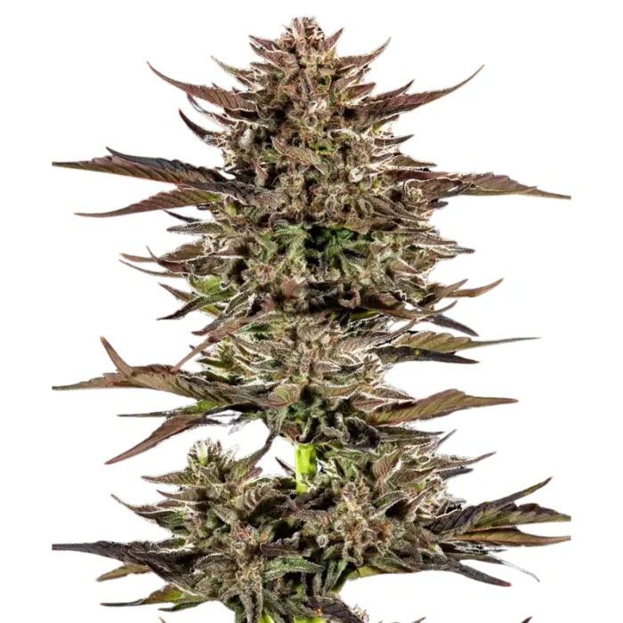 BARNEY'S FARM - FROSTED ZINN X 3 BEARS OG AUTO FEM - Image 1