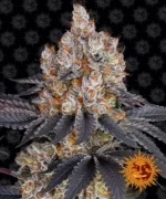 BARNEY'S FARM - FEM ICE CREAM