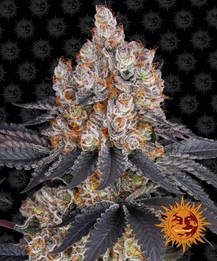 BARNEY'S FARM - FEM ICE CREAM - Image 1