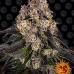 BARNEY'S FARM - GIRL SCOUT COOKIES FEM