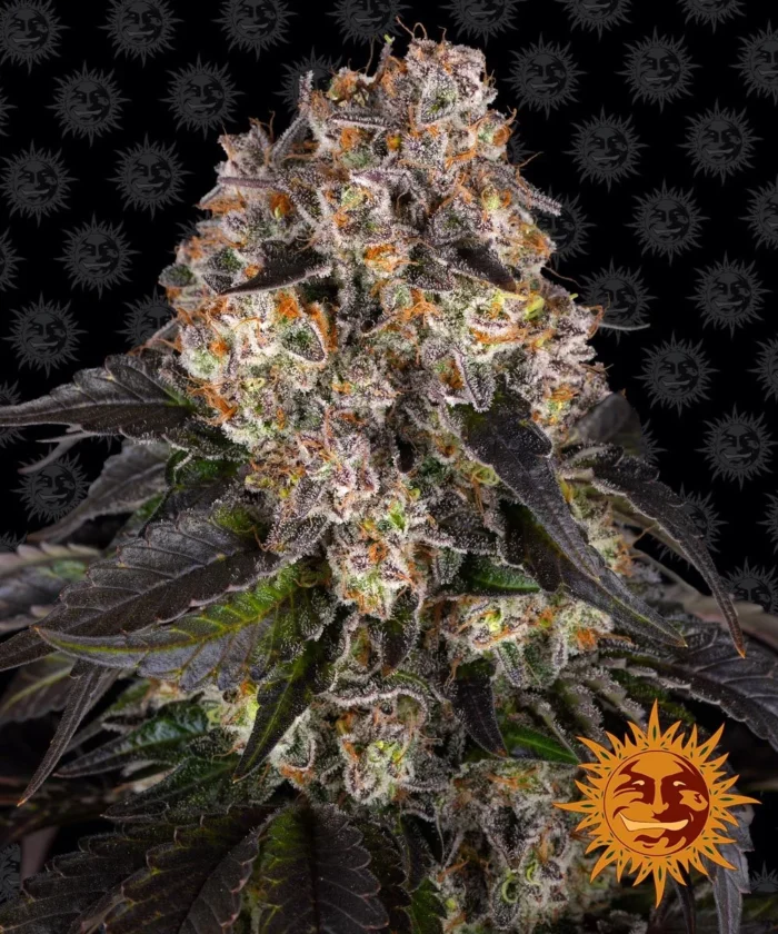 BARNEY'S FARM - GALLETAS GIRL SCOUT FEM - Imagen 1