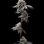 BARNEY'S FARM - GMO COOKIES FEM