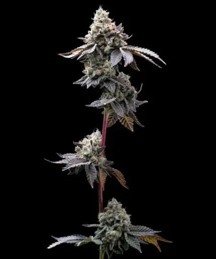 BARNEY'S FARM - GMO COOKIES FEM