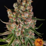 BARNEY'S FARM - GMO AUTO FEM Disponibili fino a fine scorte