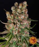 BARNEY'S FARM - GMO AUTO FEM Available while stocks last