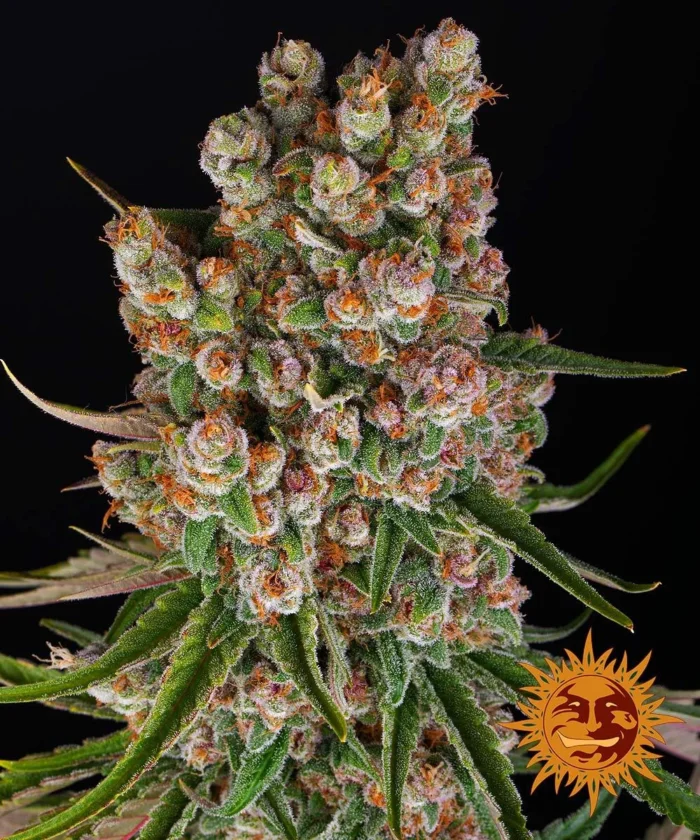 BARNEY'S FARM - GMO AUTO FEM Available while stocks last - Image 1