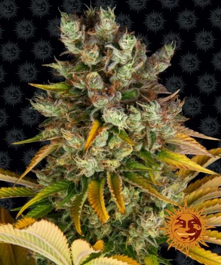 BARNEY'S FARM - GMO FEM Available while stocks last