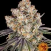 BARNEY'S FARM - ICE CREAM CAKE FEM