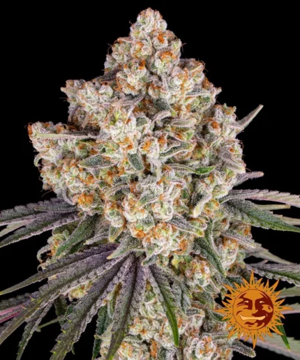 BARNEY'S FARM - ICE CREAM CAKE FEM