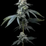 BARNEY'S FARM - JEALOUSY FEM