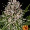 BARNEY'S FARM - LEMON HAZE AUTO FEM