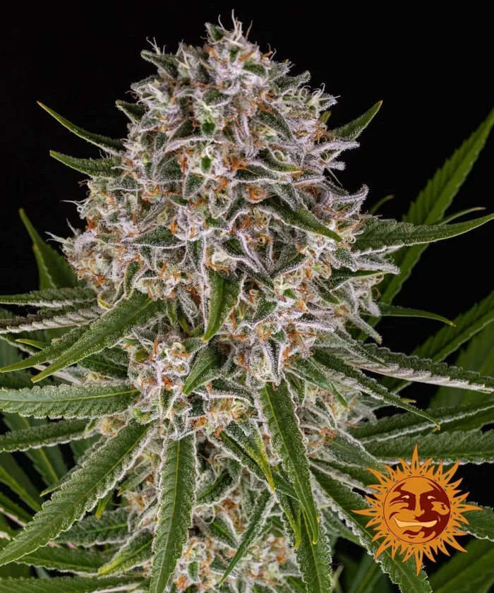 BARNEY'S FARM - LEMON HAZE AUTO FEM – Image 1