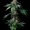 BARNEY'S FARM - MENDO BREATH FEM