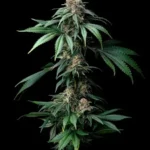 BARNEY'S FARM - MENDO BREATH FEM