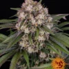 BARNEY'S FARM - OG KUSH AUTO FEM