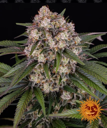 BARNEY'S FARM - OG KUSH AUTO FEM