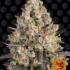 BARNEY'S FARM - OG KUSH FEM