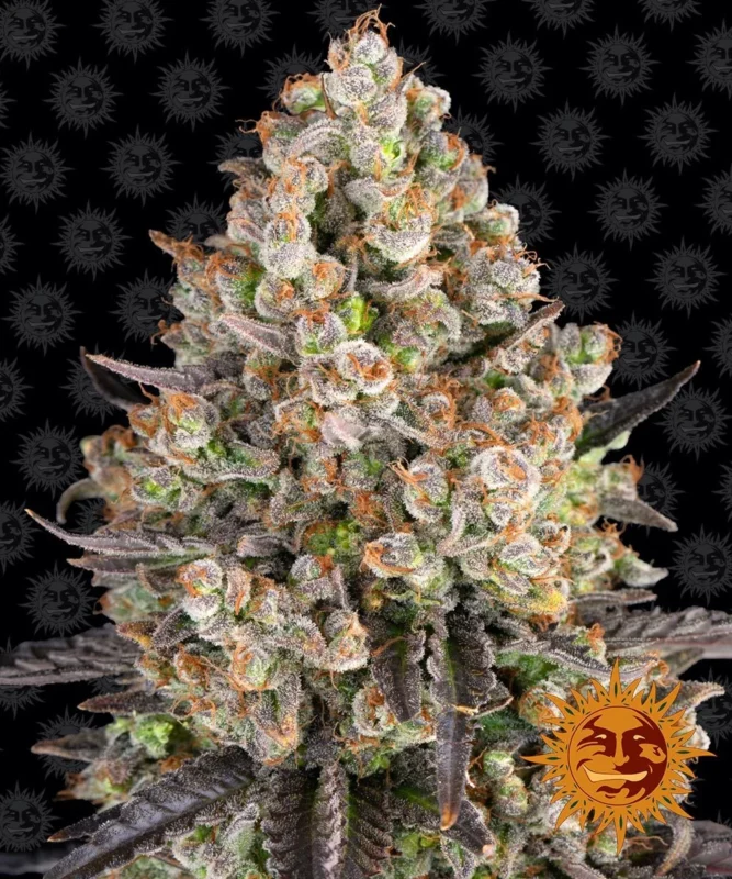 BARNEY'S FARM - OG KUSH FEM - Image 2